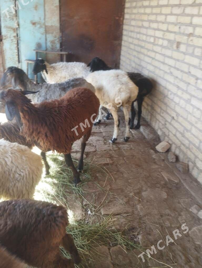 sarlyk gazaky gisar goyunlar - Туркменабат - img 10