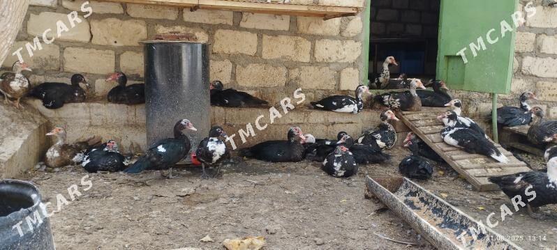 Индаутки - Türkmenbaşy - img 4