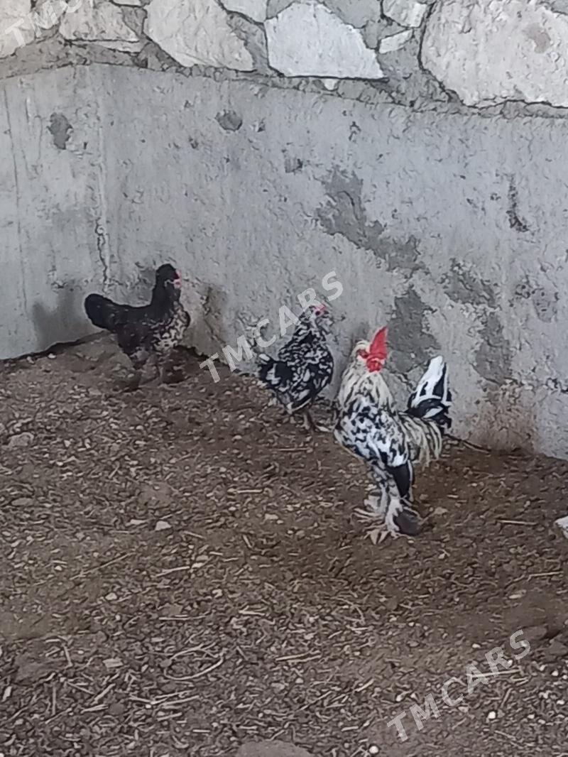 karliklar - Gumdag - img 3