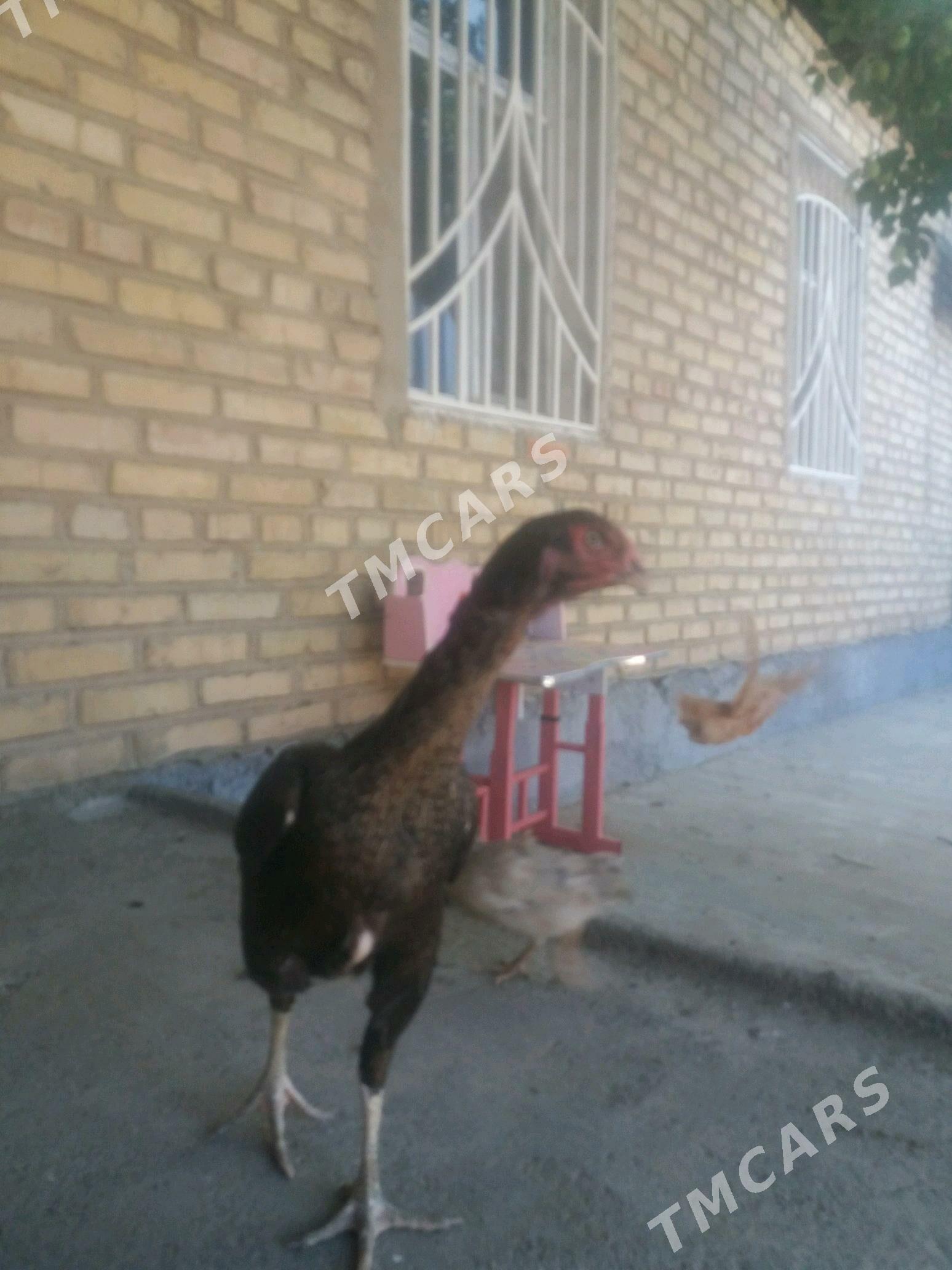 Taşkent mâki - Aşgabat - img 2