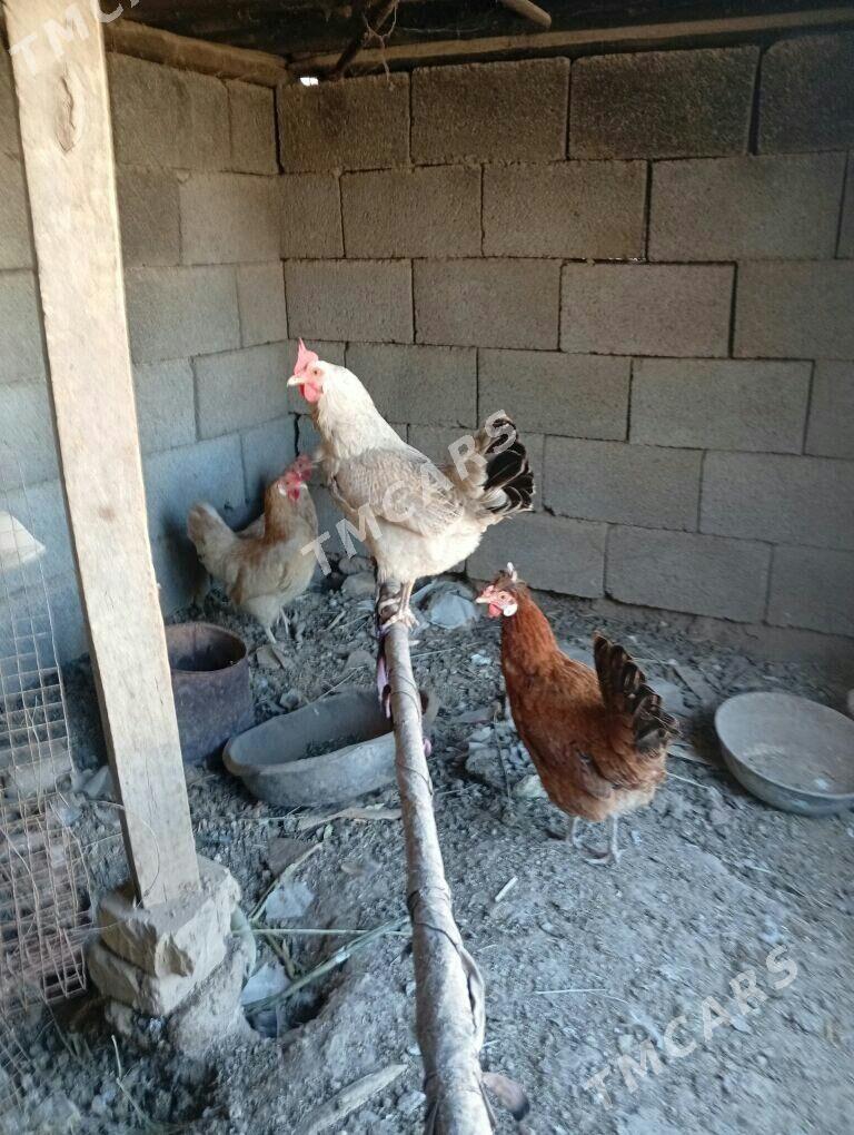 Guzlaýjy towuklar - Tejen - img 2