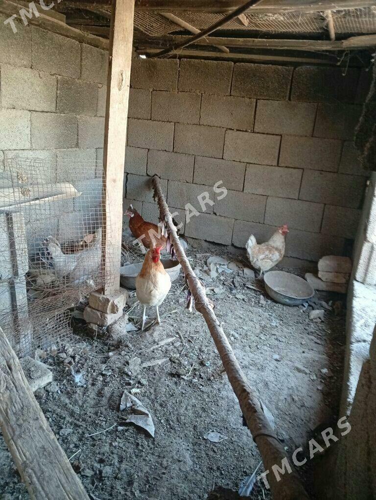 Guzlaýjy towuklar - Tejen - img 3