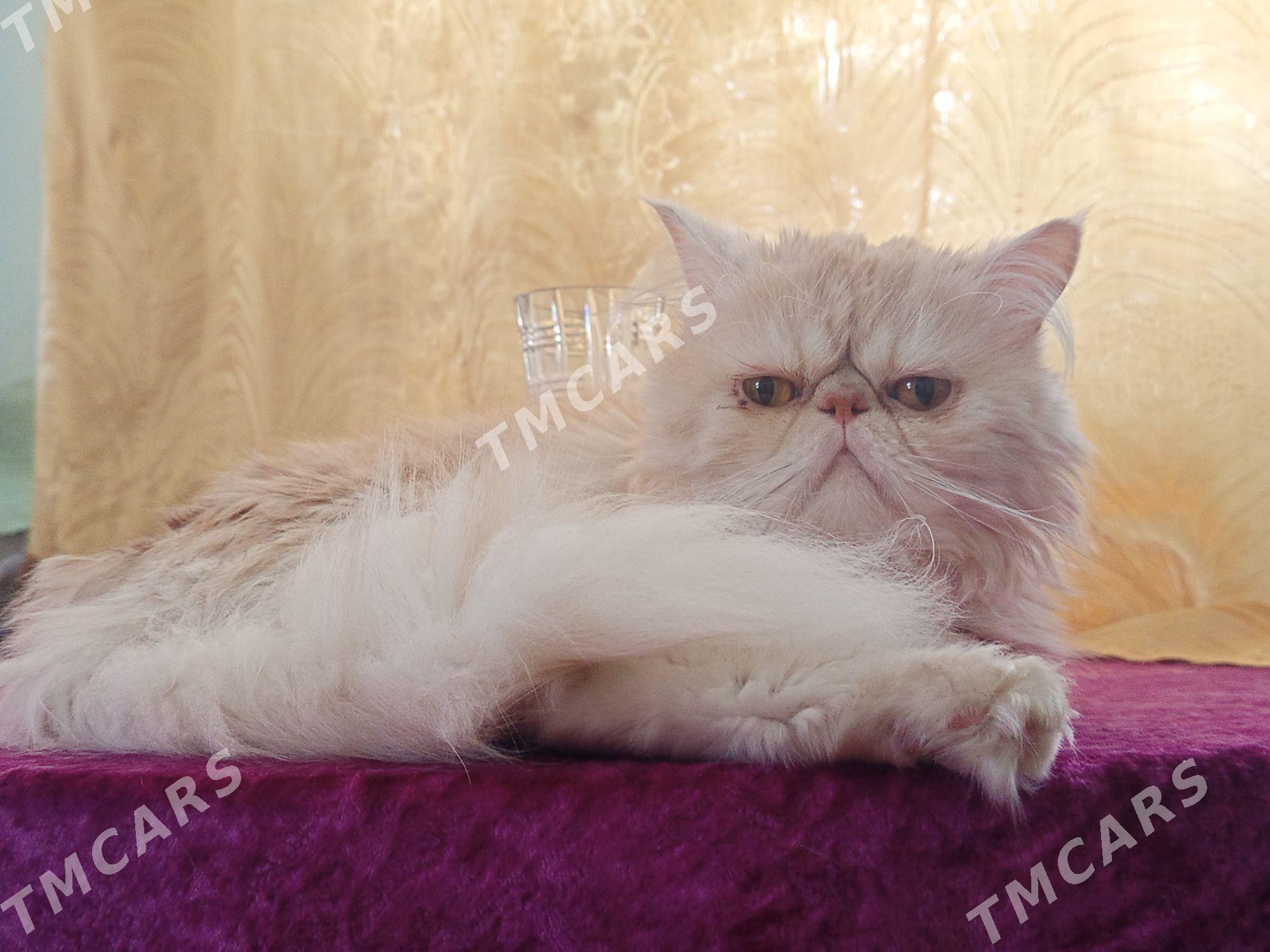 персидские котята - Туркменабат - img 4