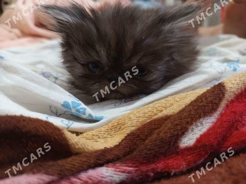 персидские котята - Туркменабат - img 5