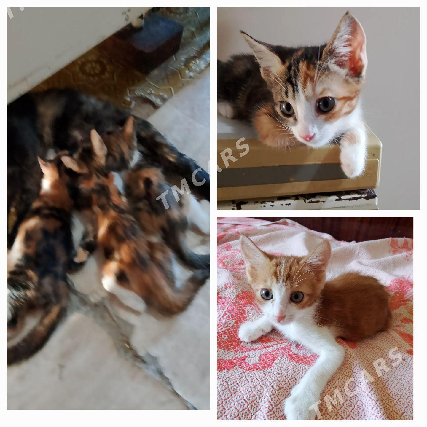Котята - Туркменабат - img 4