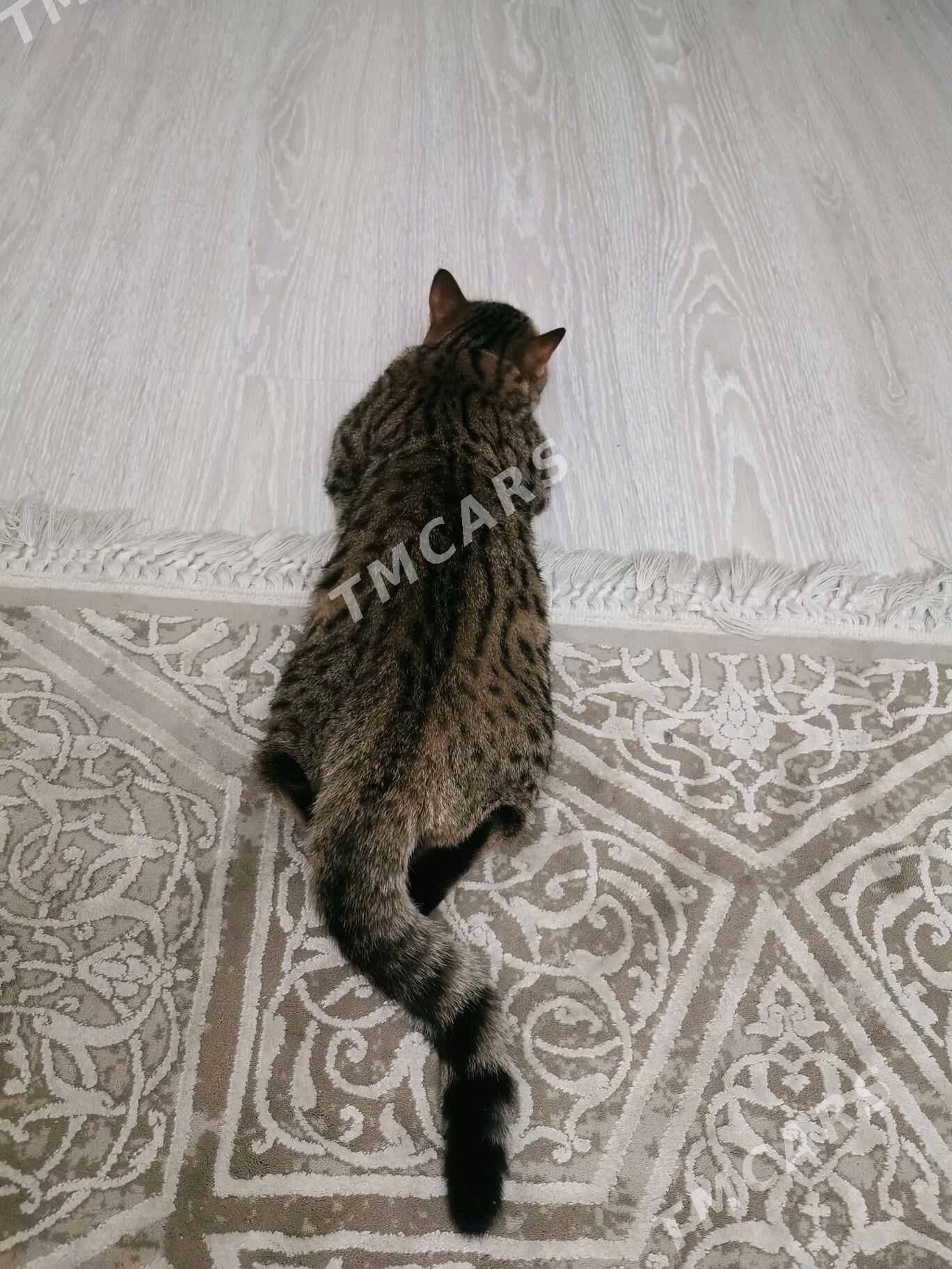 Кошка - Aşgabat - img 2