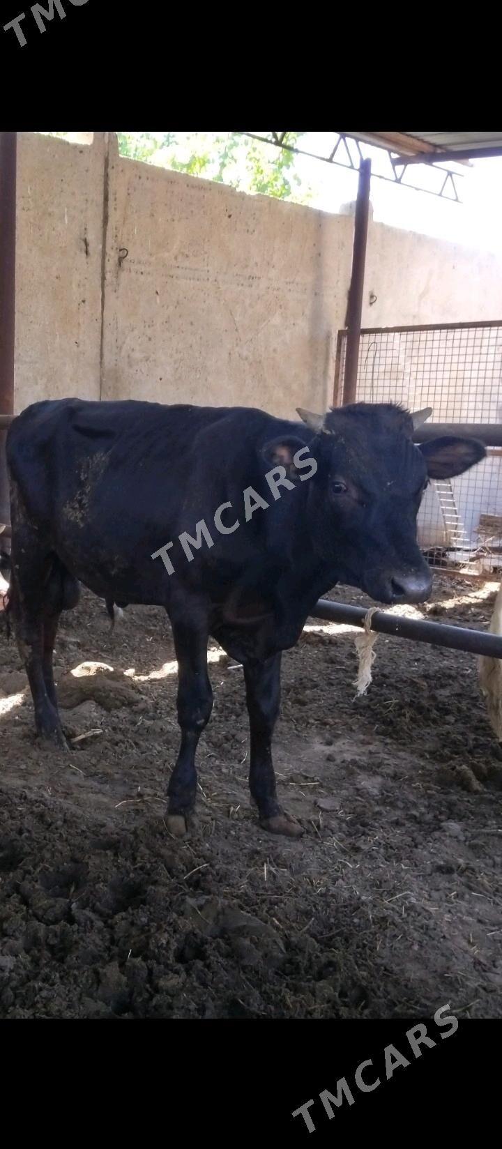 öküz - Бузмеин - img 2
