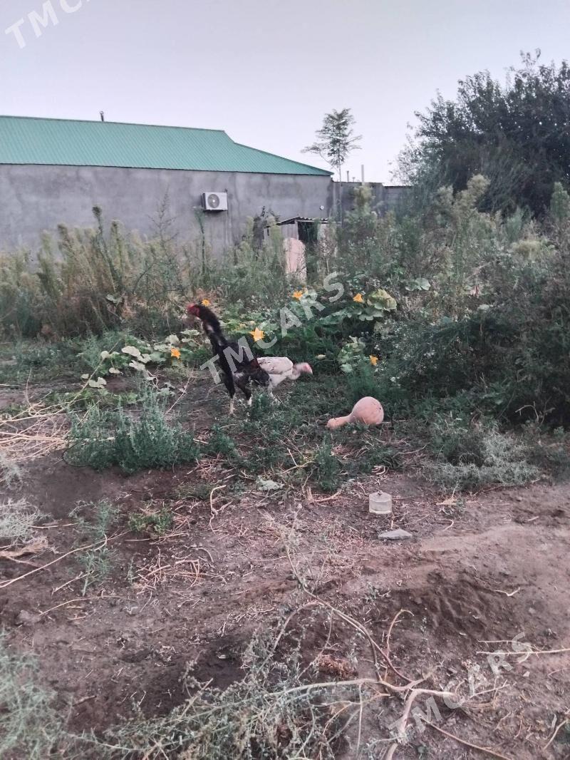 Taskent xoraz - Gypjak - img 2