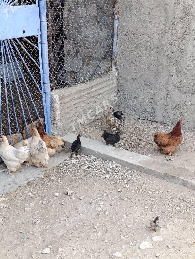 karlik towuk - Balkanabat - img 2