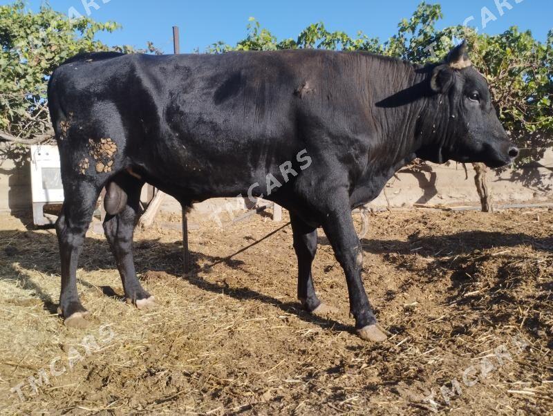 bukadan çikarmak uçun ökuz höw - Кипджак - img 2