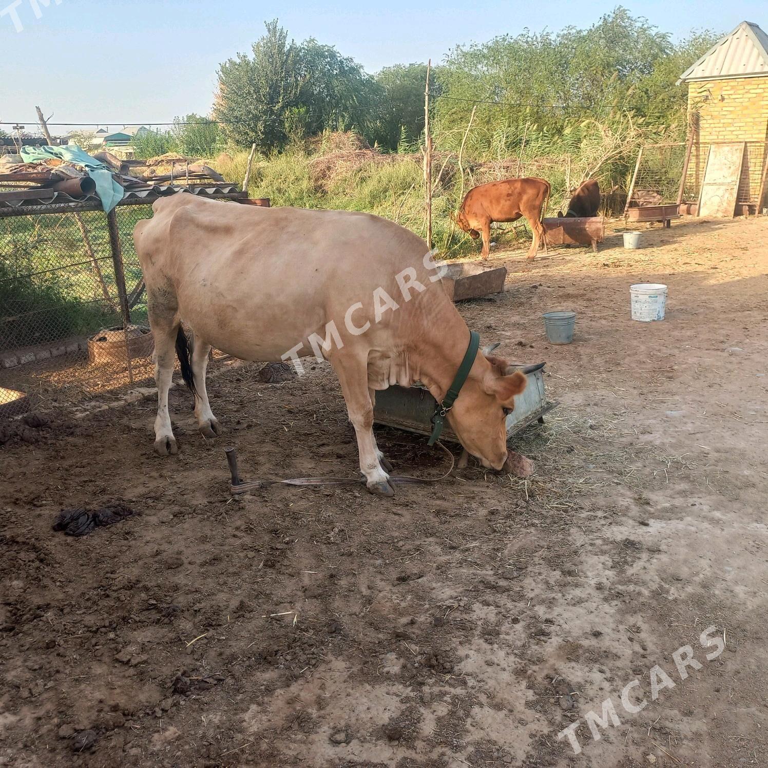 Bogaz sygyr - Мургап - img 2