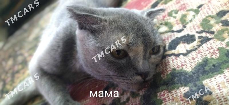 Котята домашние в хорошие руки - Türkmenabat - img 2