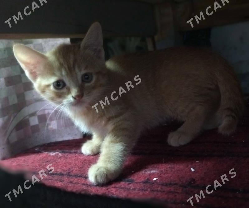Котята домашние в хорошие руки - Türkmenabat - img 3
