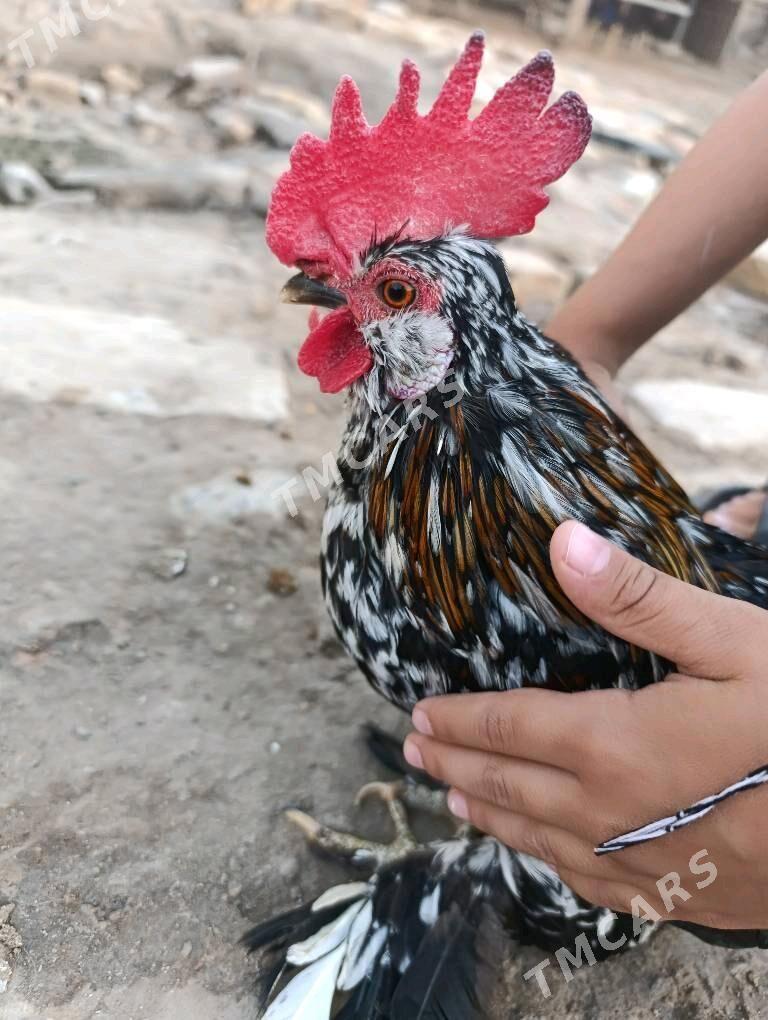 karlik yaponçik horaz - Мары - img 6