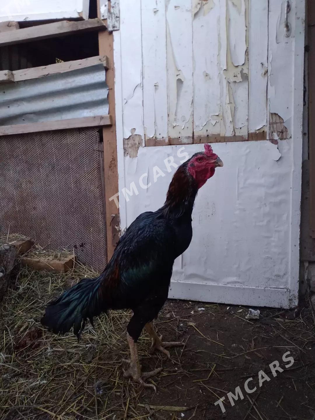 horaz - Türkmenabat - img 3