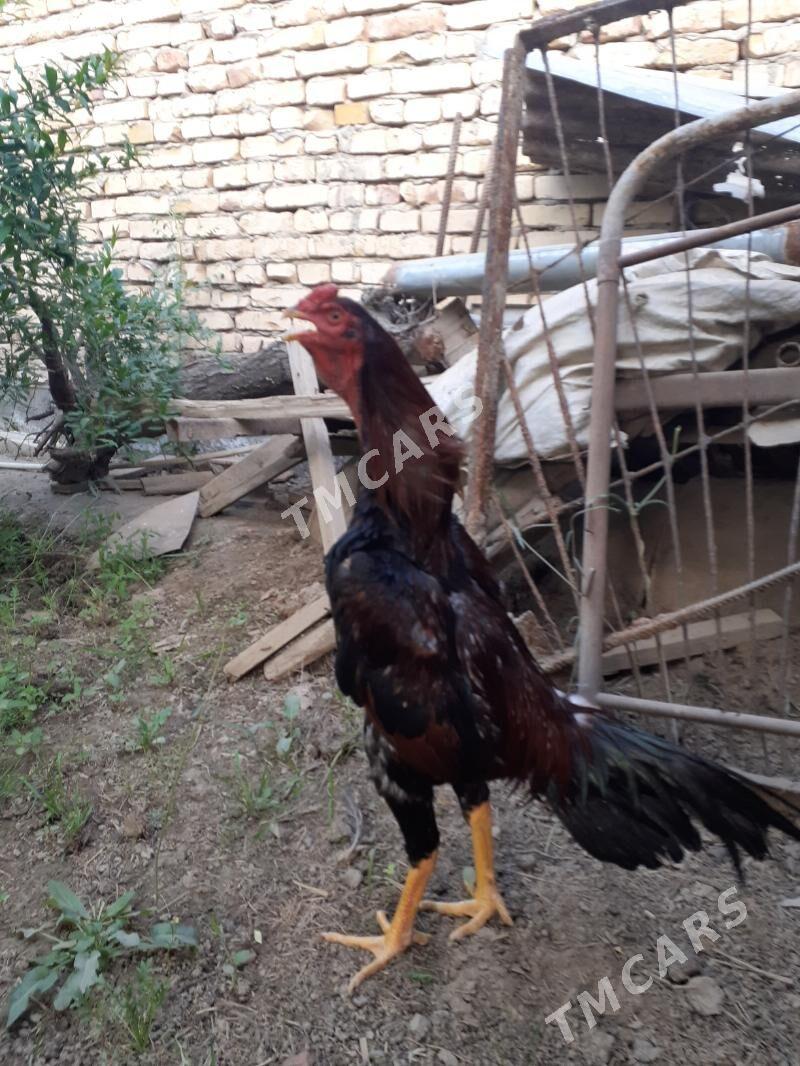 horaz - Türkmenabat - img 10