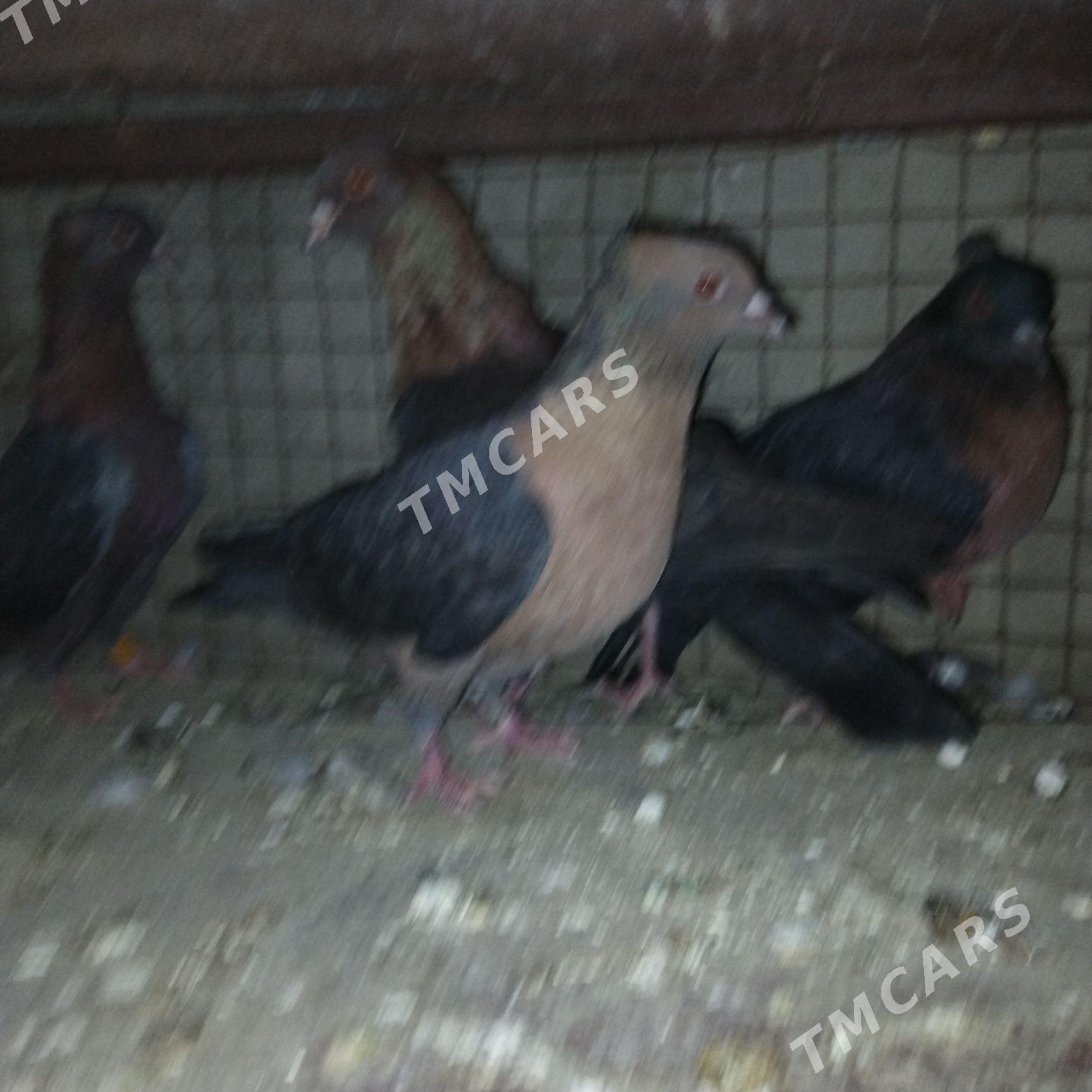kepderi - Wekilbazar - img 2