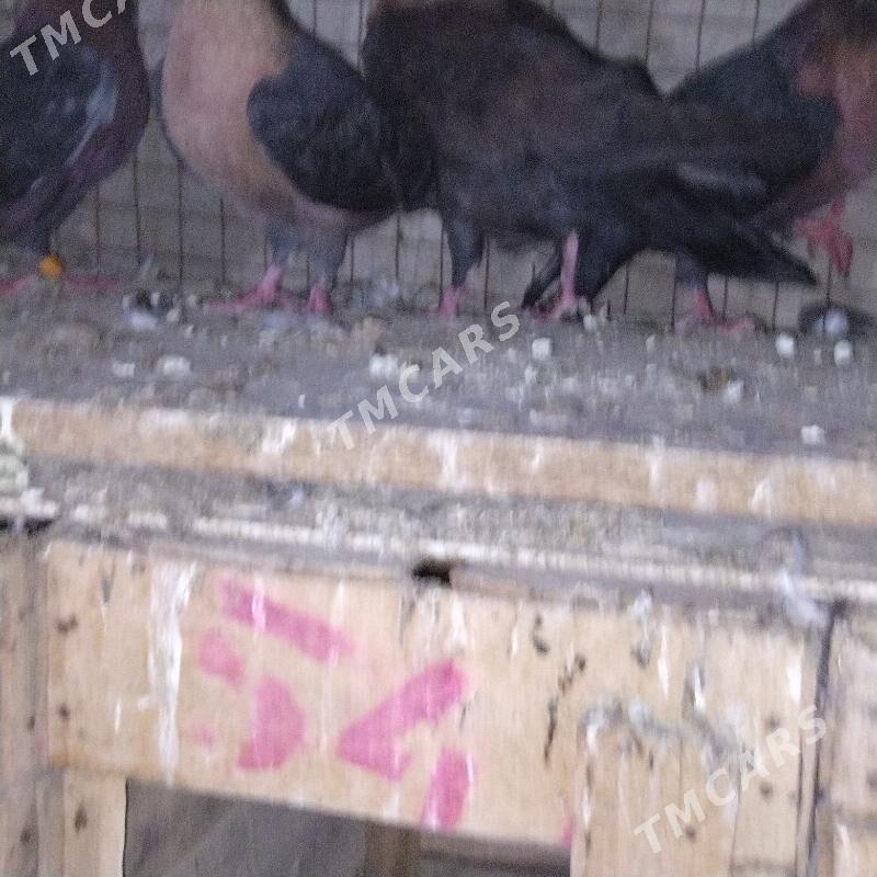 kepderi - Wekilbazar - img 6