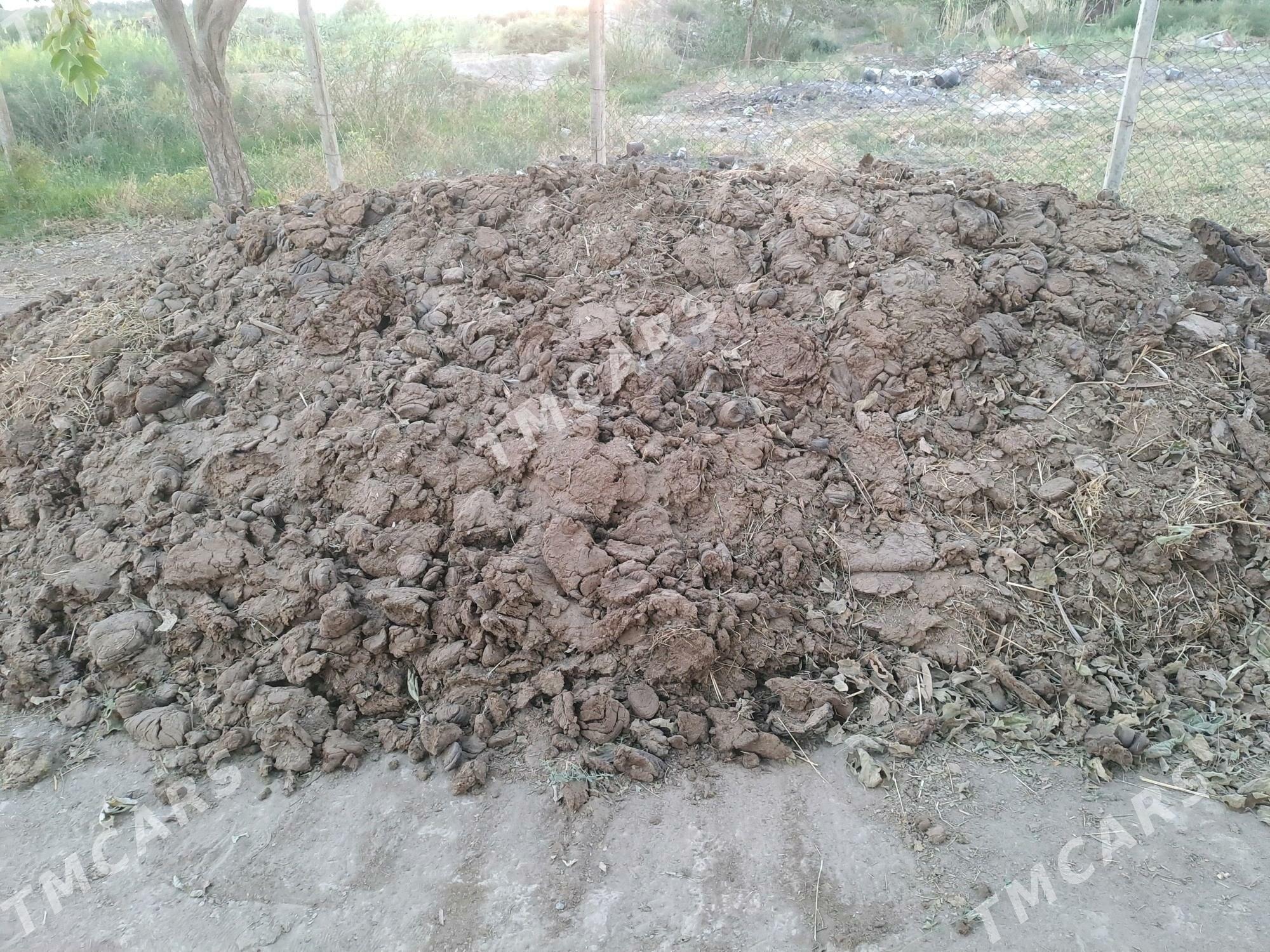 Sygyr ders - Ak bugdaý etraby - img 2