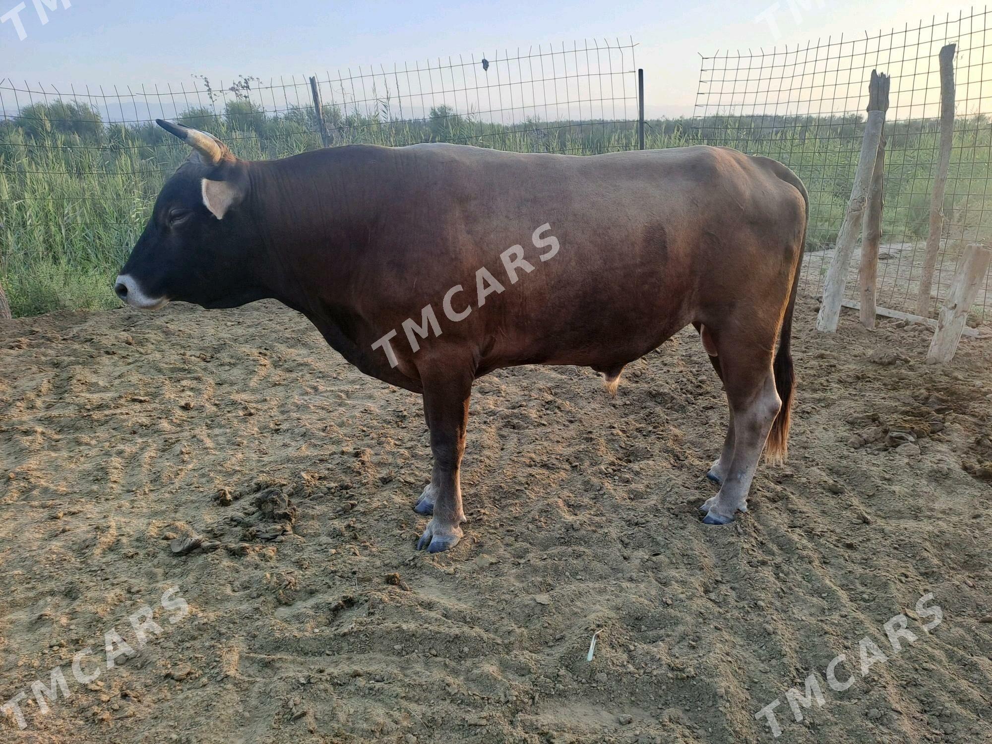 Öküz - Ak bugdaý etraby - img 2
