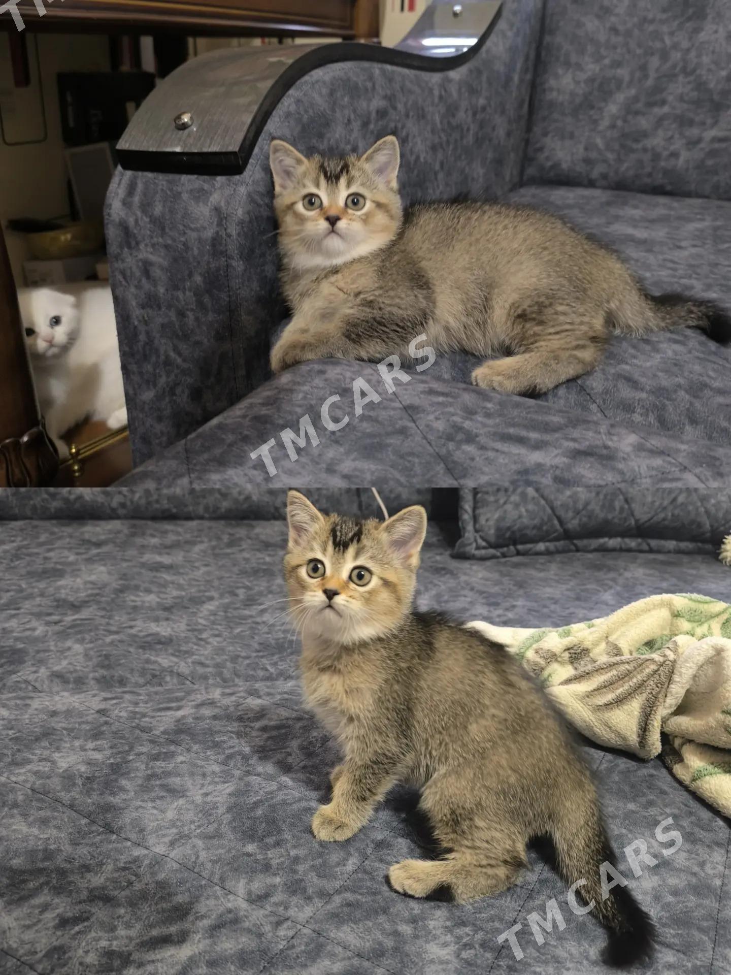 котёнок шиншилла - Mary - img 2