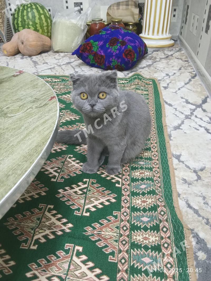 pişik - Ашхабад - img 4