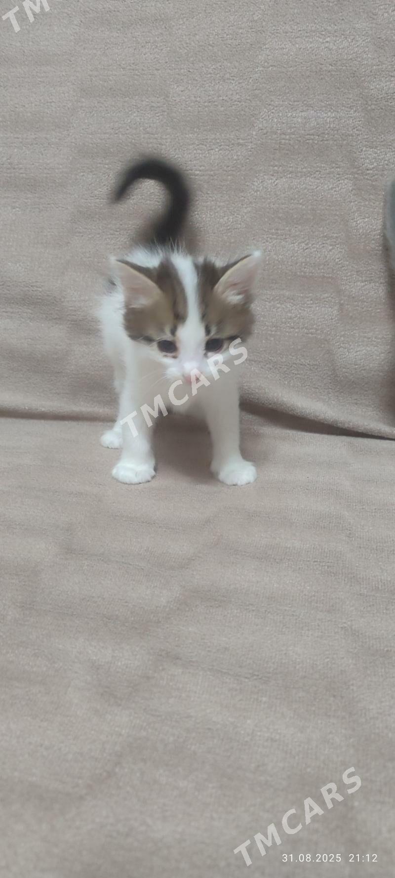 котята - Туркменабат - img 2