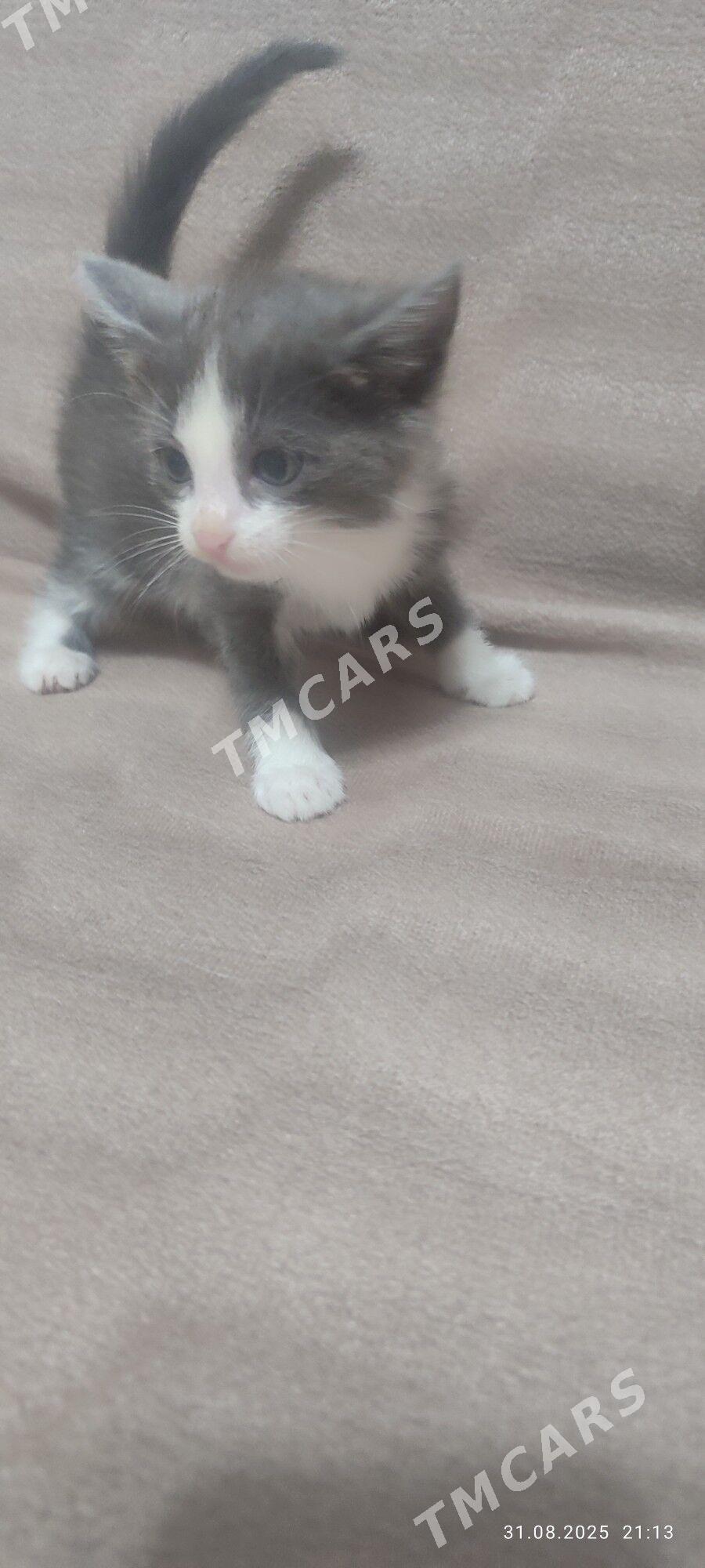 котенок - Туркменабат - img 2