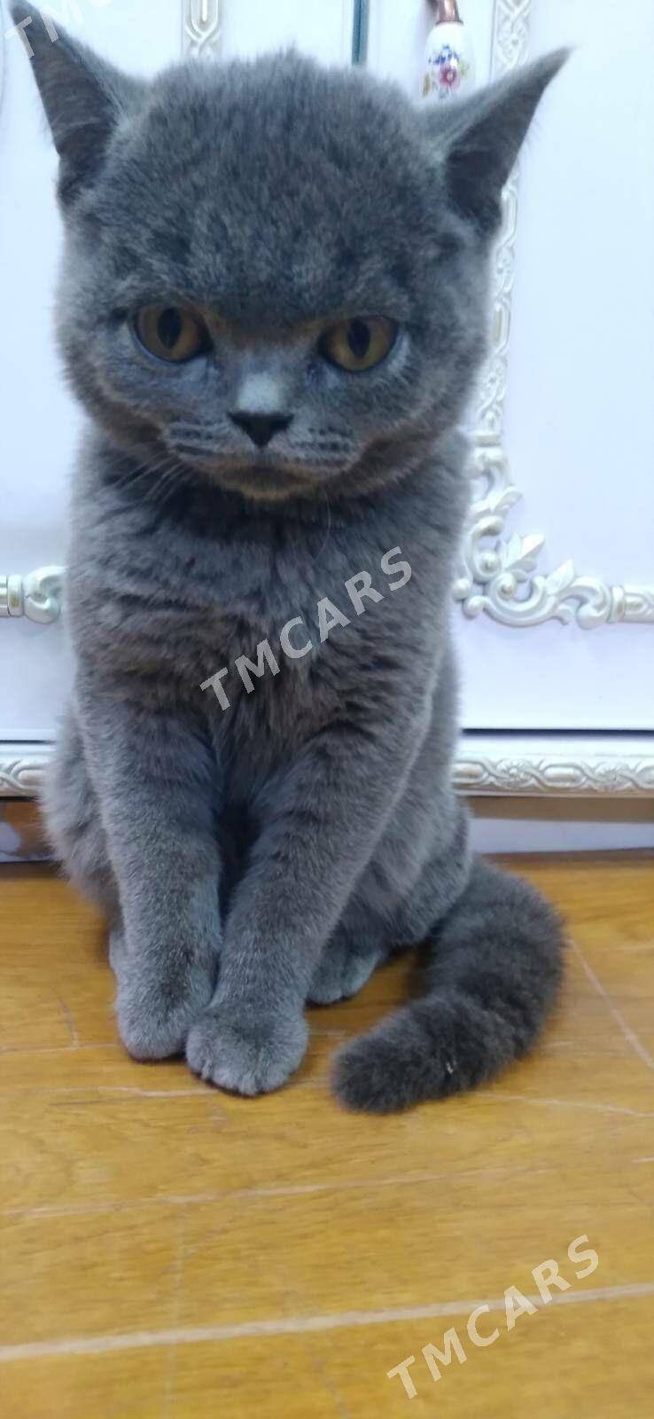 котёнок шотландский - Aşgabat - img 2
