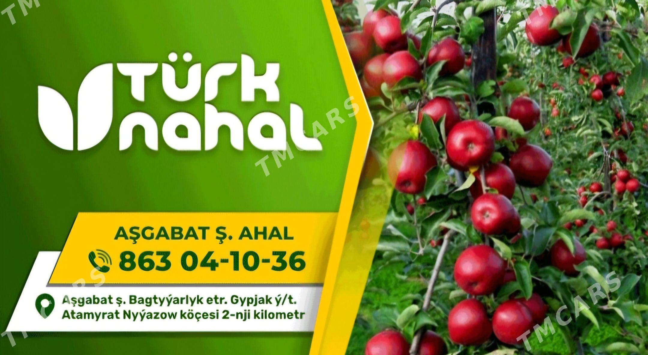 TURK NAHAL HURMA KARALYOK - Ruhabat (90-njy razýezd) - img 10