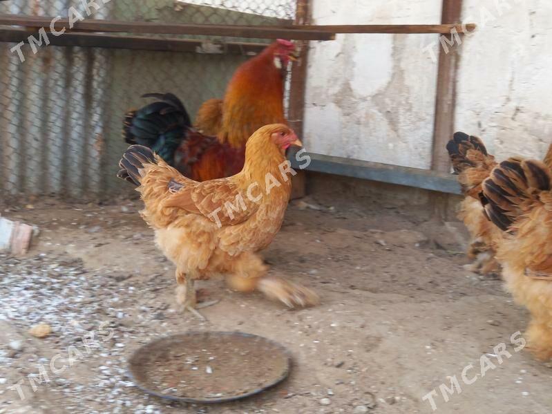 brama towuk horaz - Türkmenbaşy - img 3