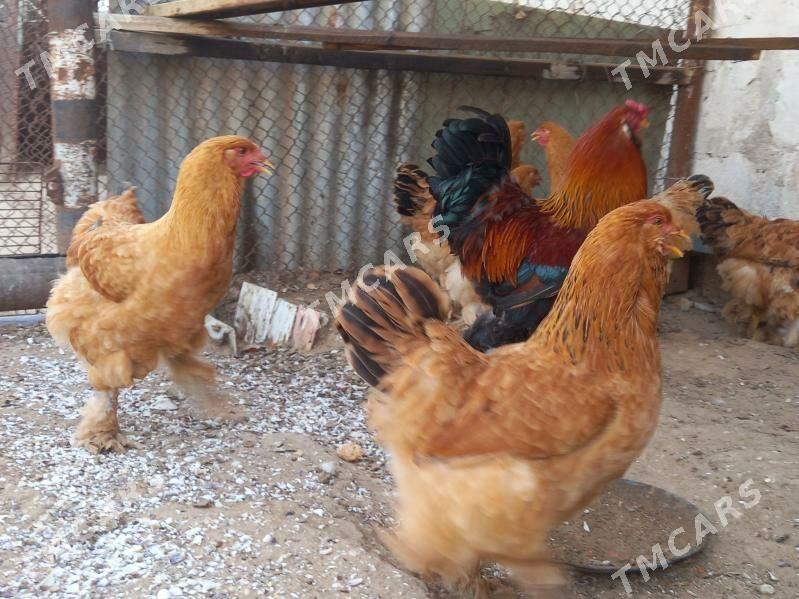 brama towuk horaz - Türkmenbaşy - img 2