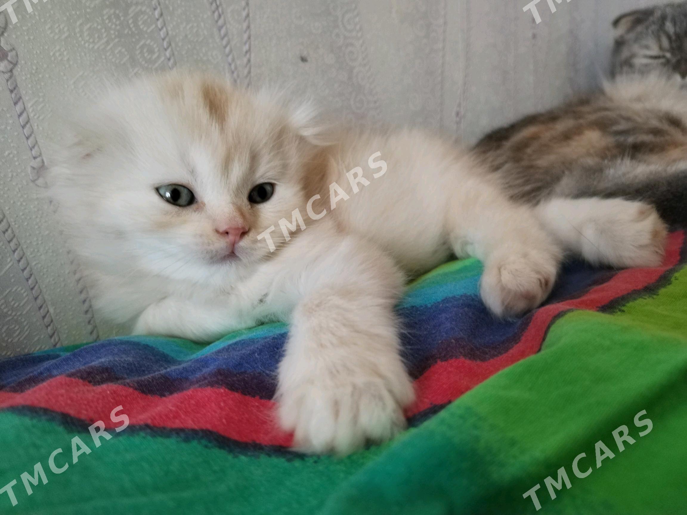 Шотландские вислоухие котята - Mary - img 1