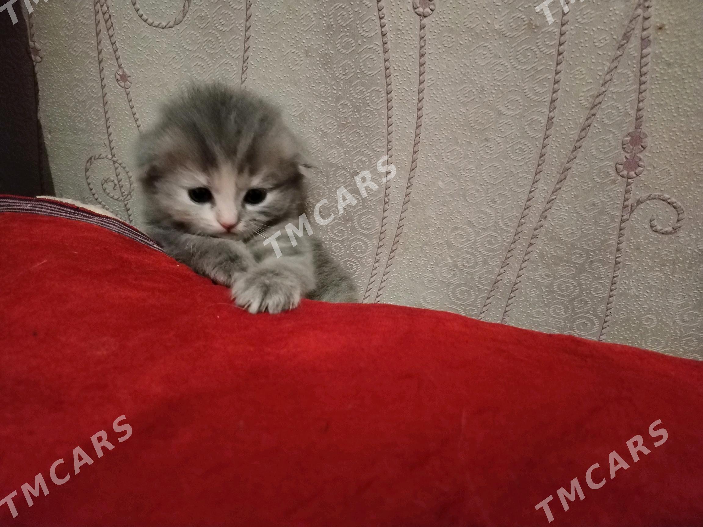 Шотландские вислоухие котята - Mary - img 2