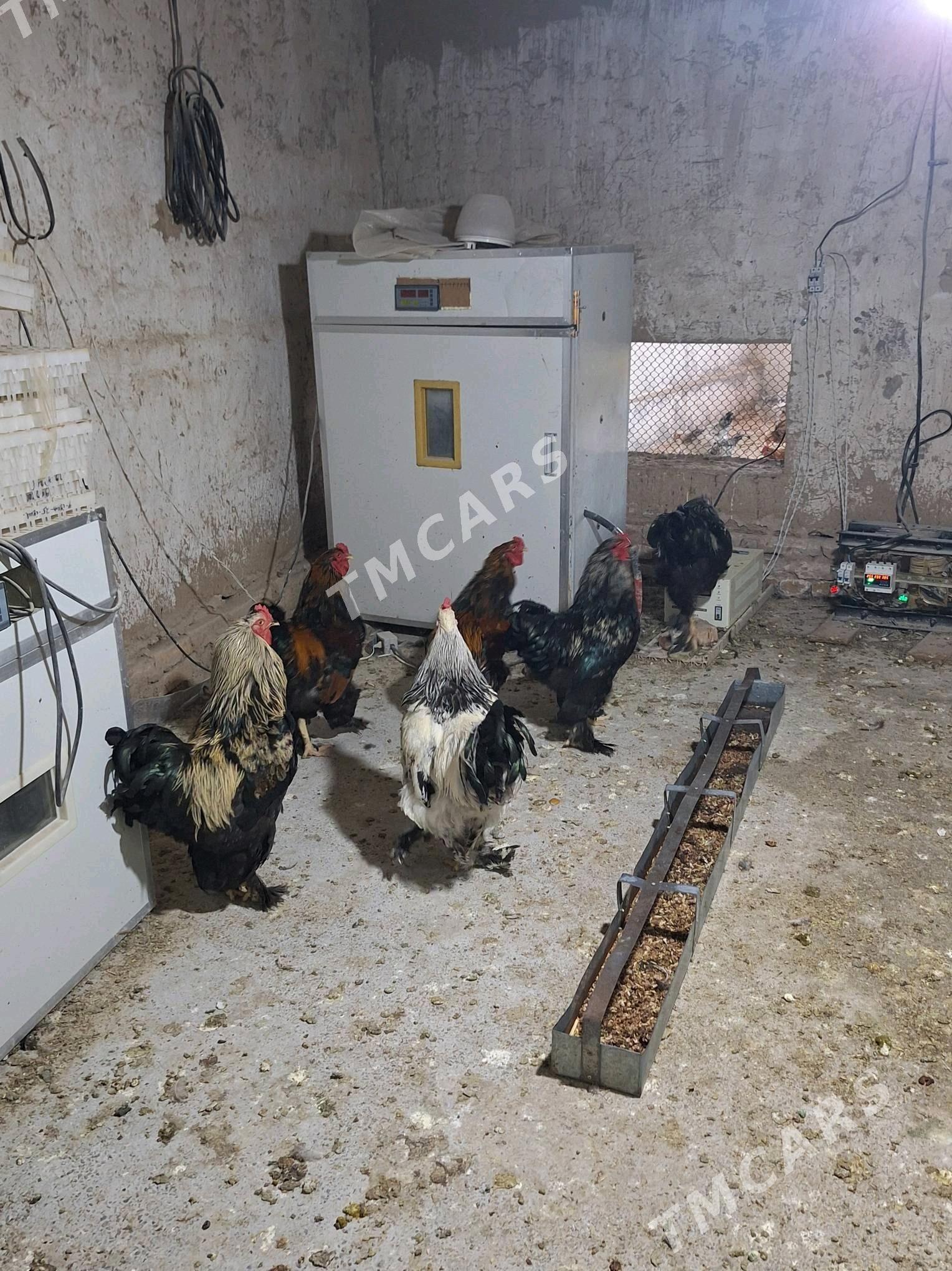 Barama horaz bar 10 sany - Байрамали - img 3