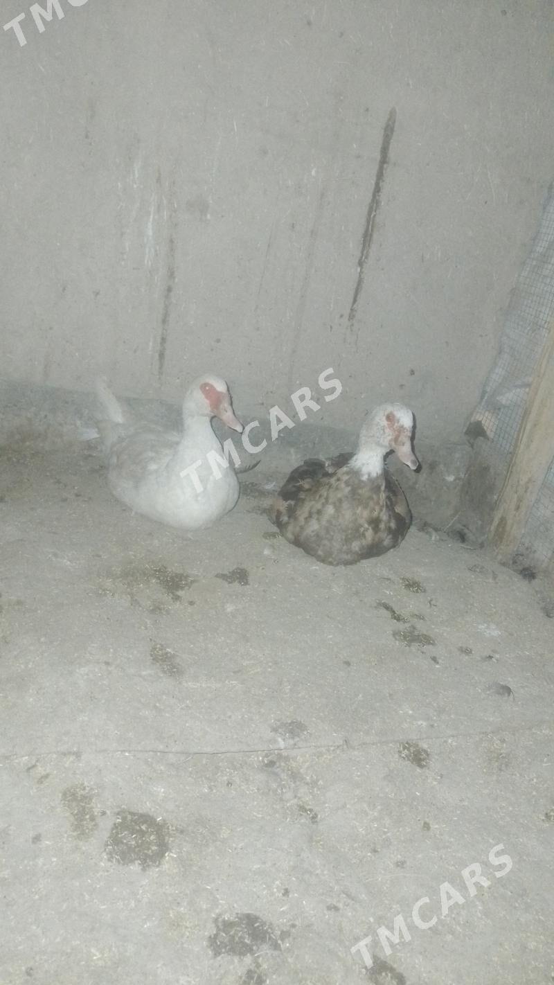 induska - Daşoguz - img 3