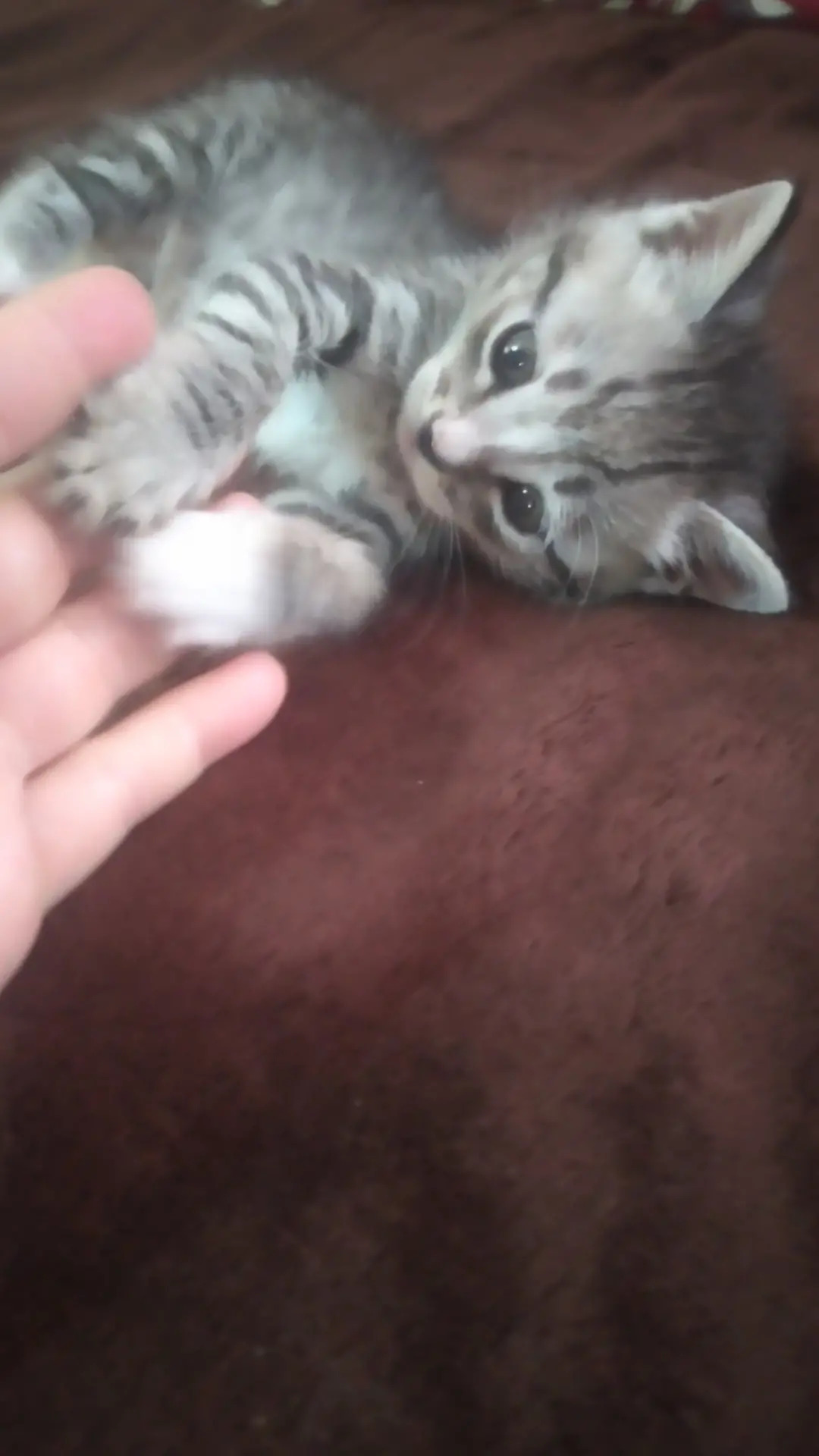 котенок - Мары - img 3