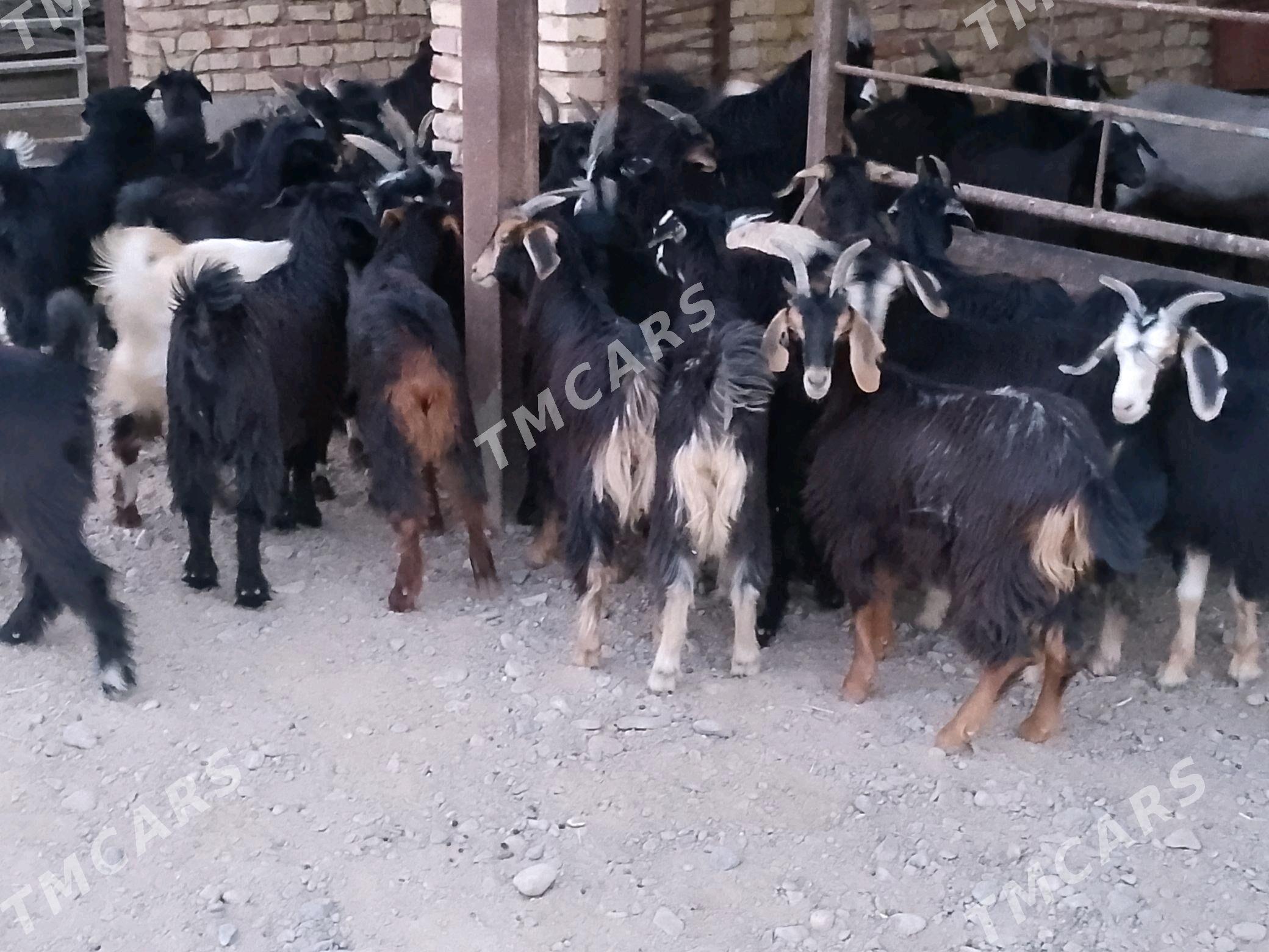 çebiş - Теджен - img 2