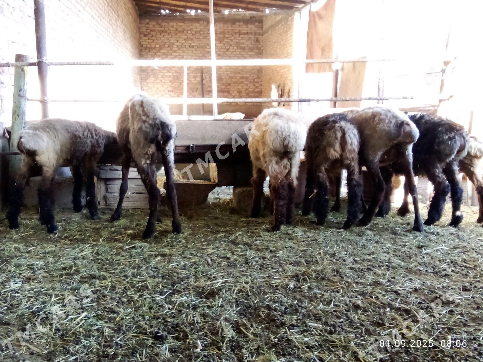 Tokly 5 sanak we Goýun 2 sanak - Гёкдепе - img 1