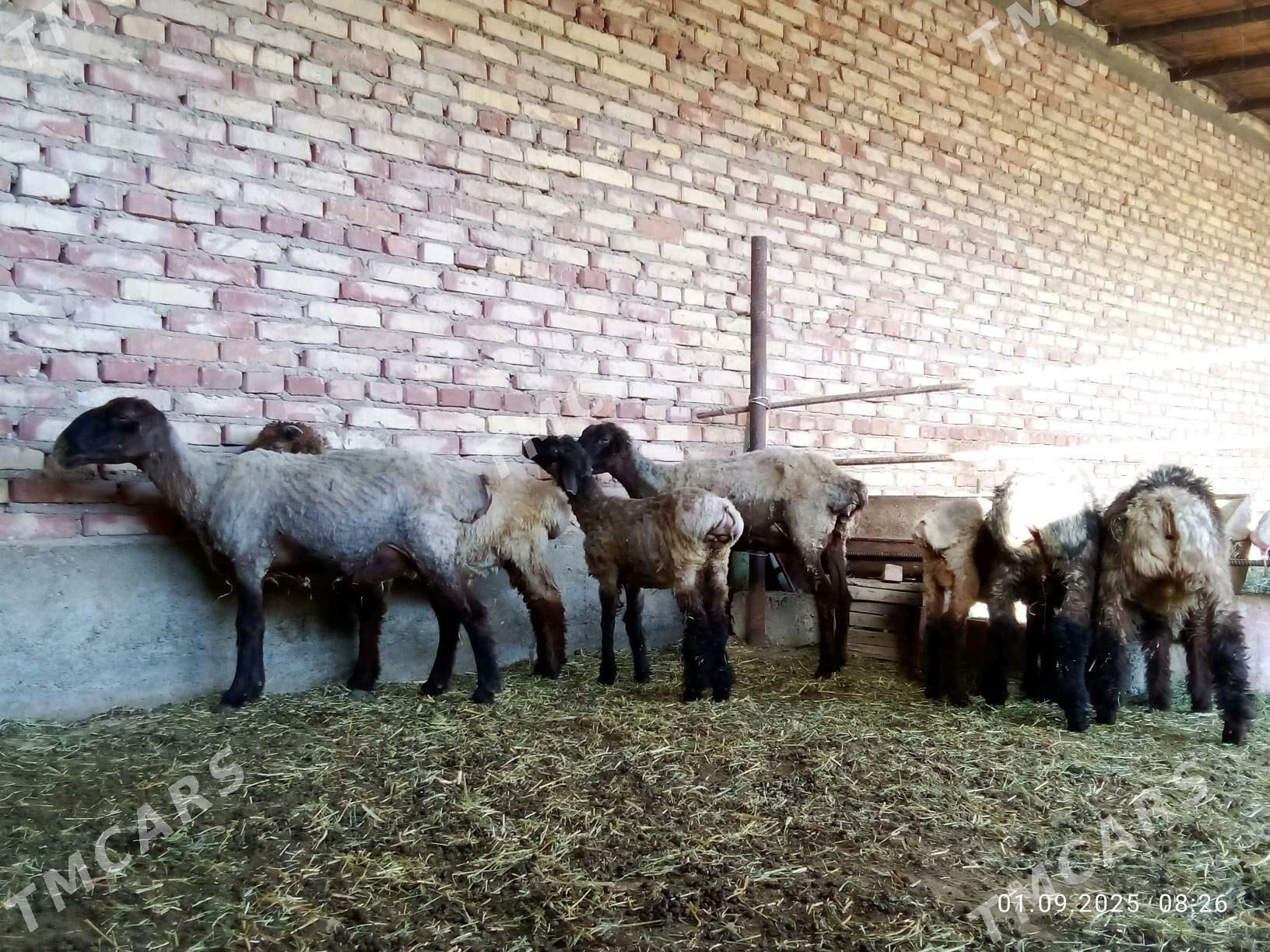 Tokly 5 sanak we Goýun 2 sanak - Гёкдепе - img 5