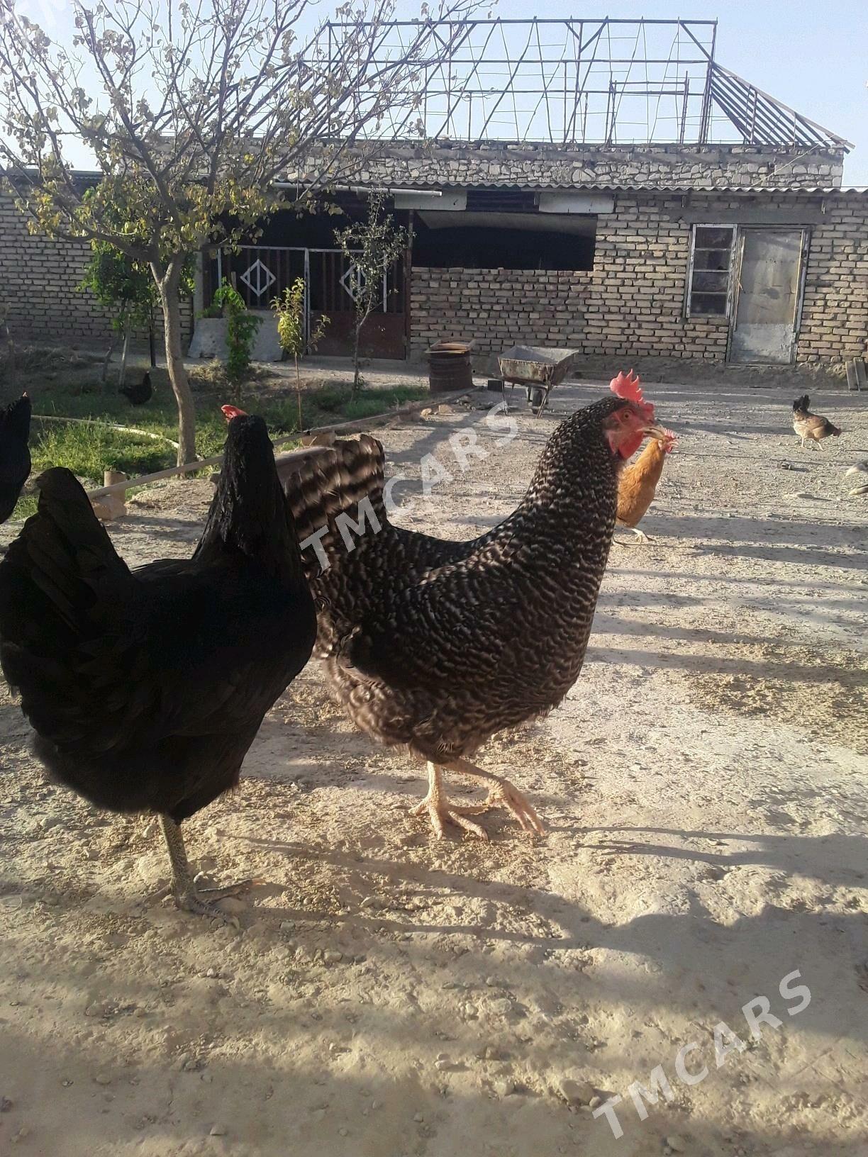 towuk - Bereket - img 2