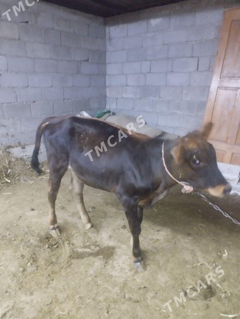 Göle - Ak bugdaý etraby - img 2