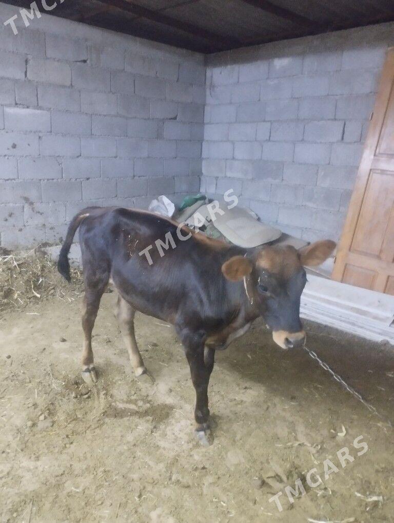 Göle - Ak bugdaý etraby - img 3