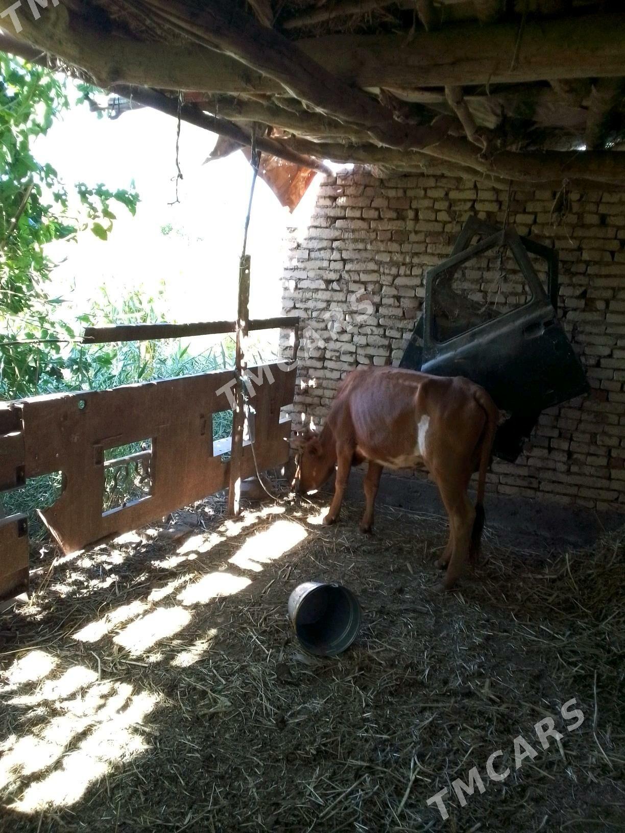 unajyn we bogaz - Дянев - img 2