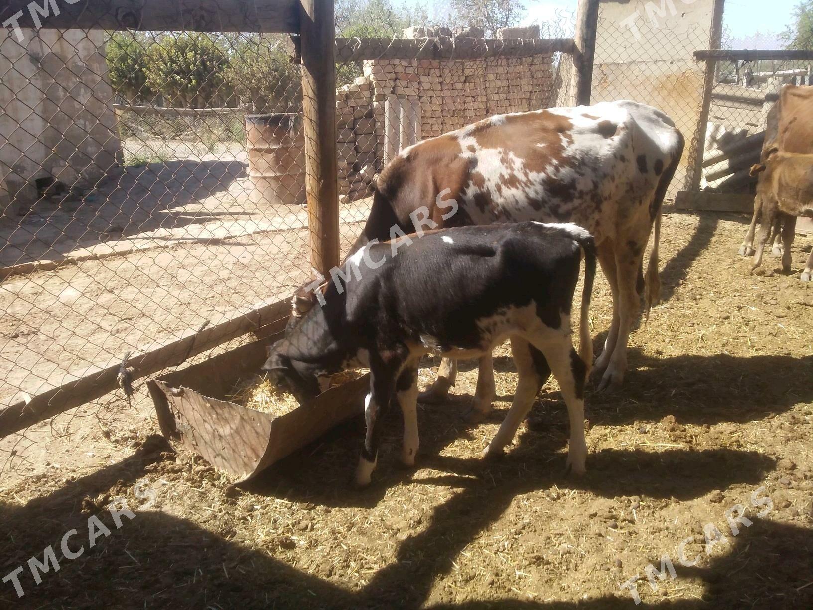 goleli sygyrlar - Murgap - img 3