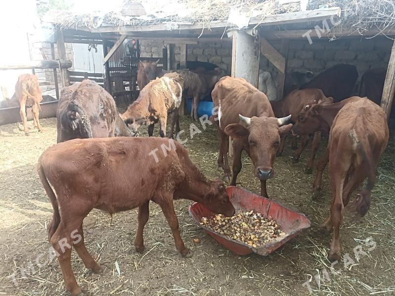 öküzçe tüwe öküz göle - Ашхабад - img 5