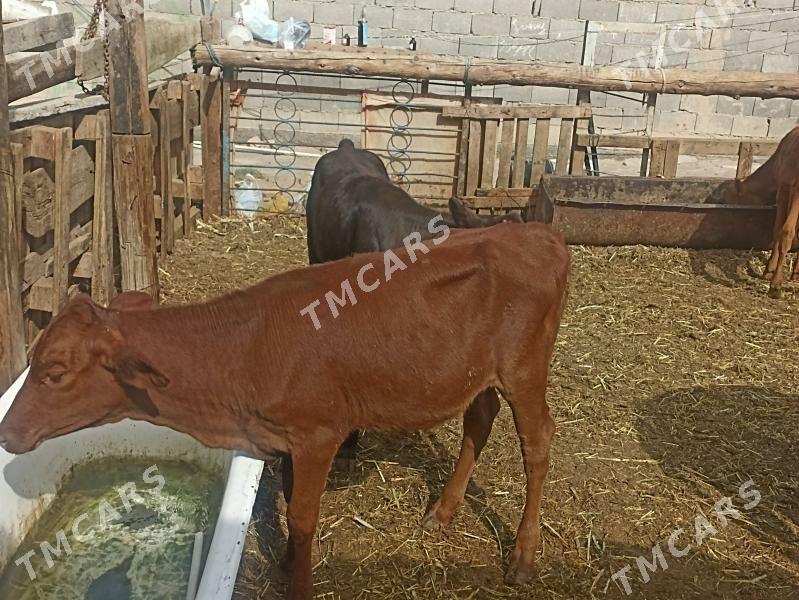 öküzçe tüwe öküz göle - Ашхабад - img 6