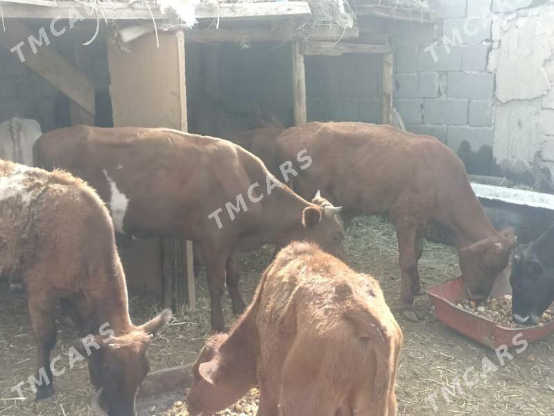 öküzçe tüwe öküz göle - Ашхабад - img 4