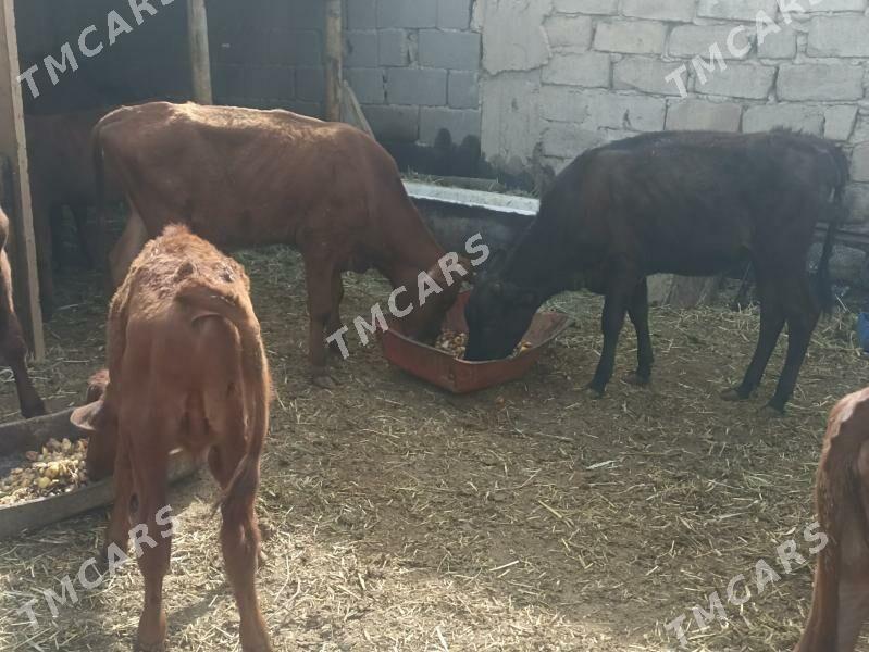 öküzçe tüwe öküz göle - Ашхабад - img 5