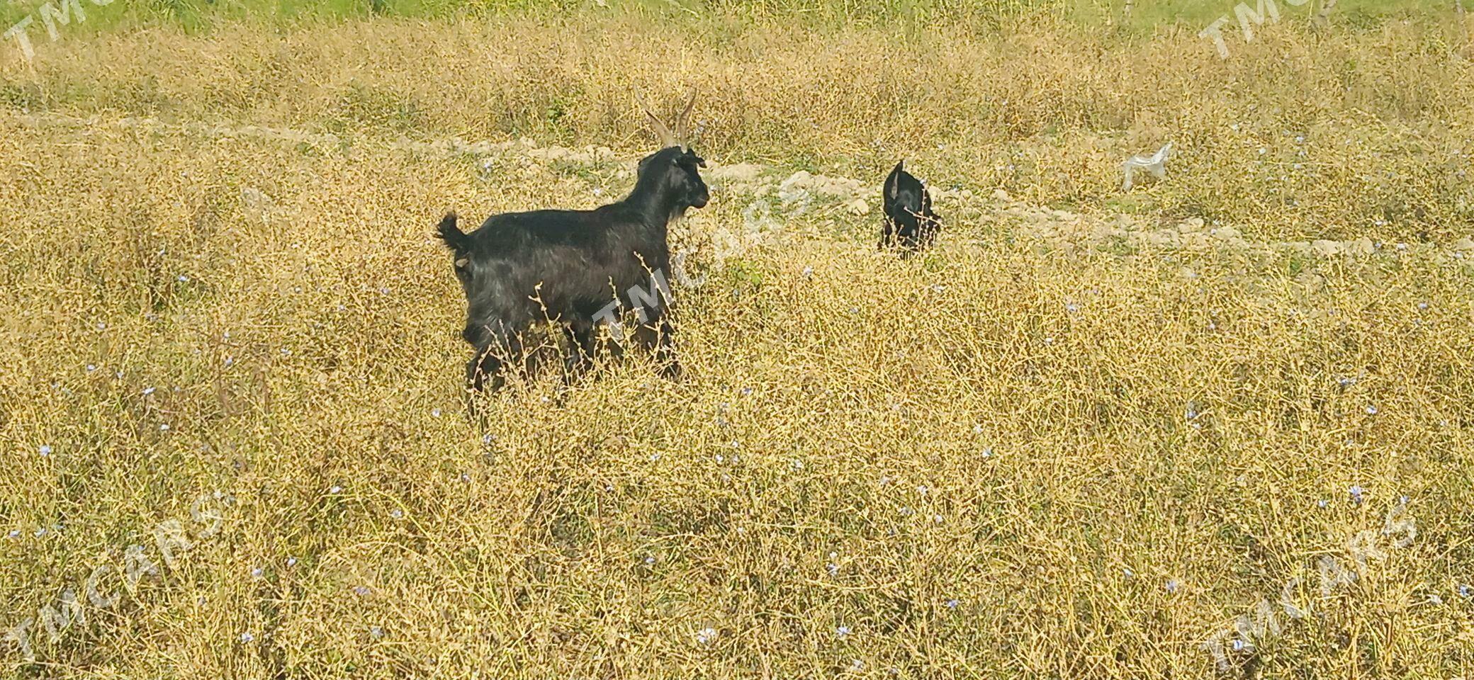 oglakly geçi - Мары - img 4